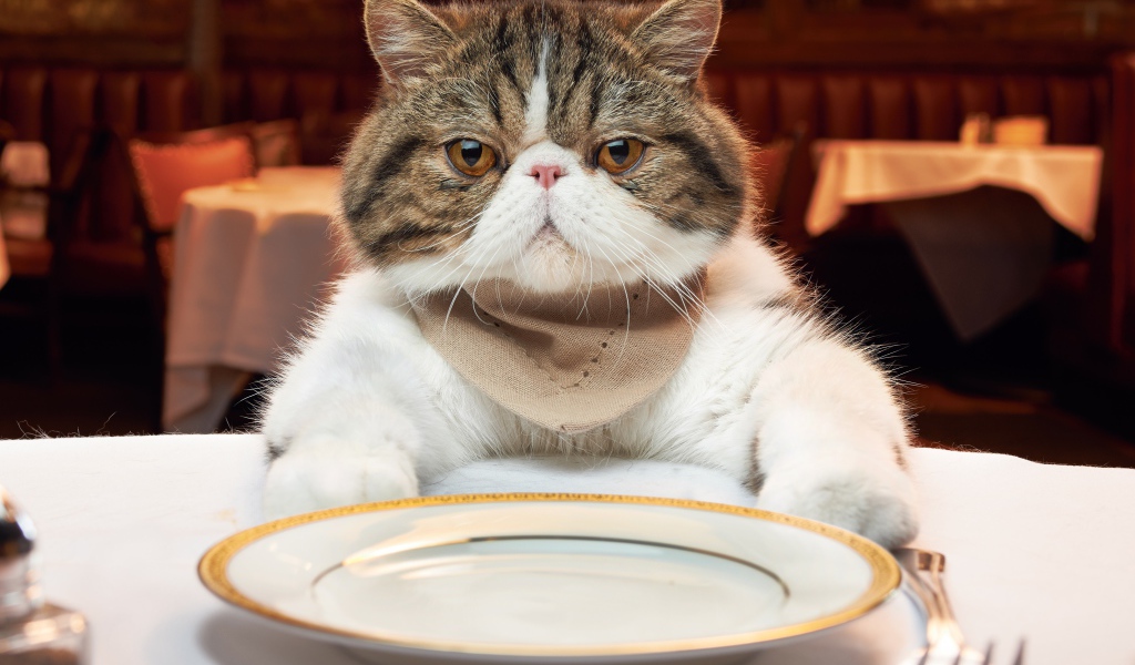 Кот с тарелкой за столом