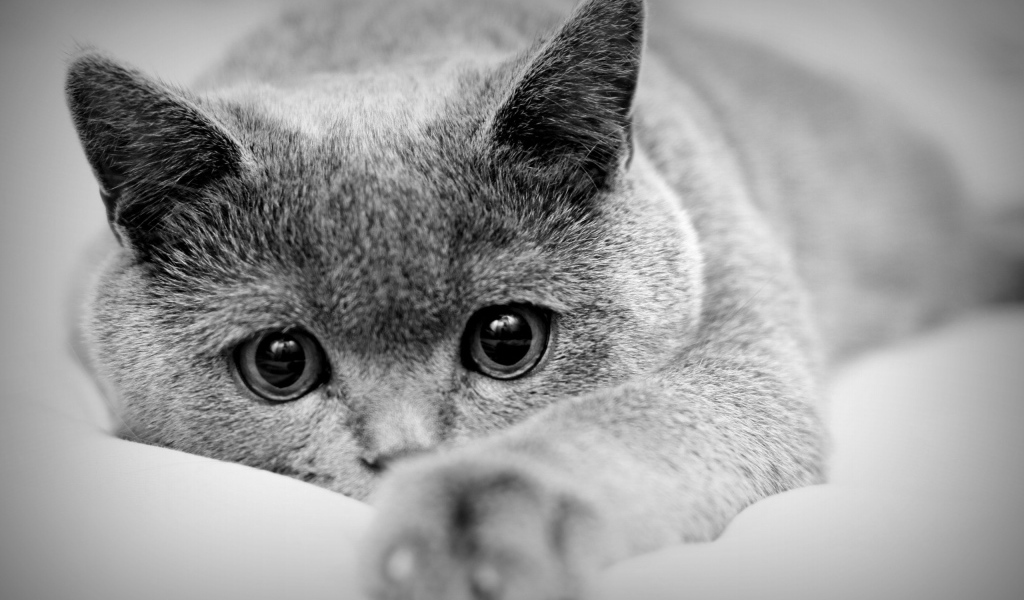 Кот с большими глазами