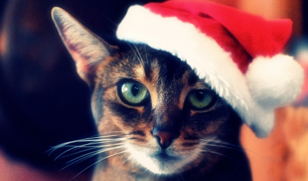 Кот с зелёными глазами в шапке деда мороза