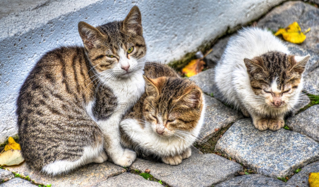 Кошка с котятами на улице