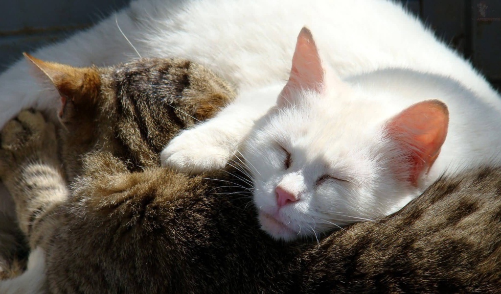 Коты обнимаются