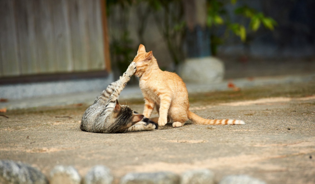 Кошки играют на улице