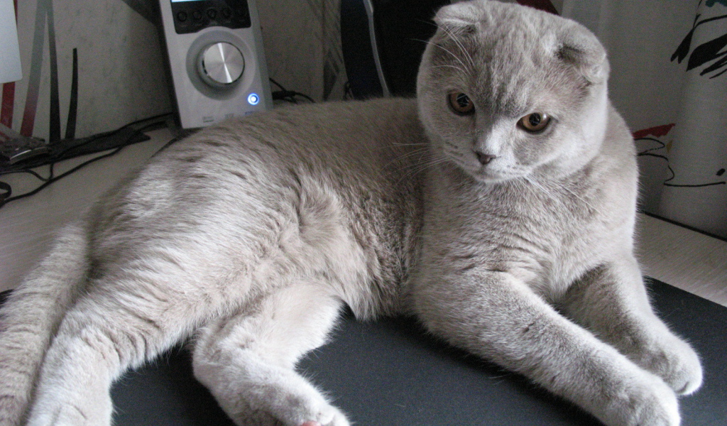 Милый серый шотландский вислоухий кот