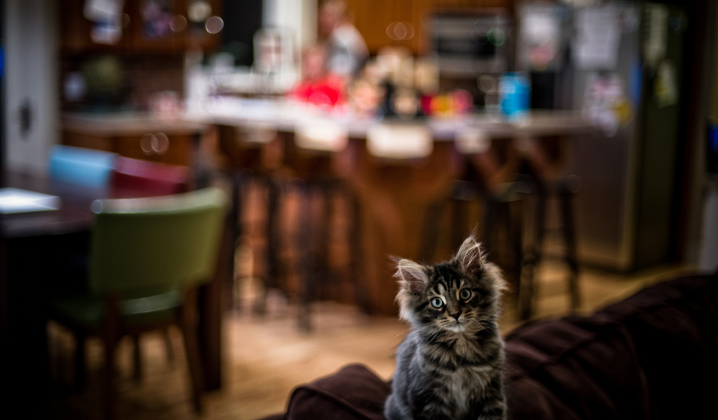 Симпатичный малыш мейн-кун