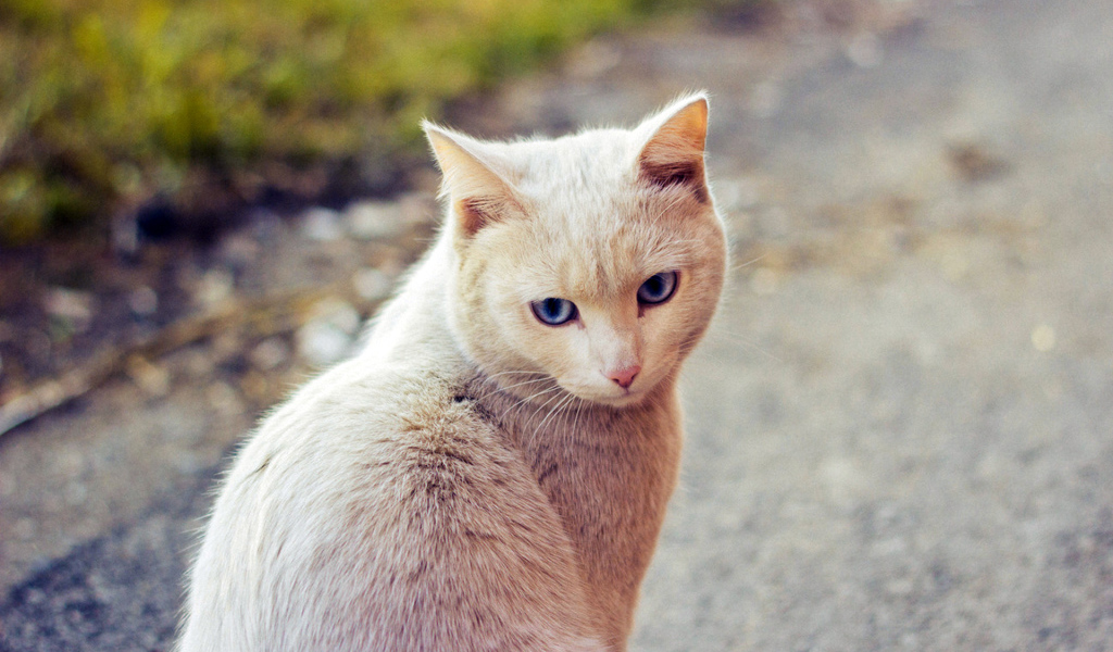 Симпатичный рыжий кот сидит на дороге