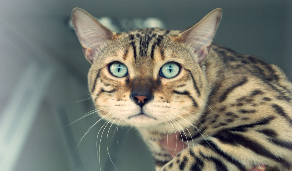Унылый бенгальский кот