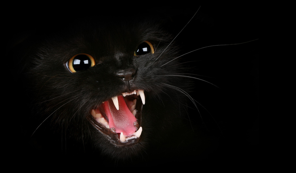 Клыки черного кота