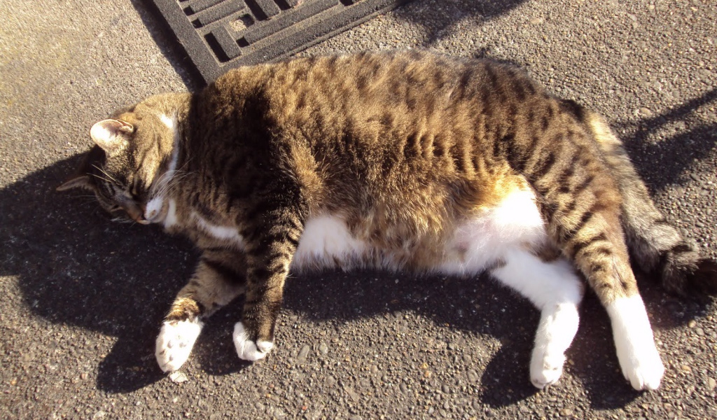 Толстый кот в тени