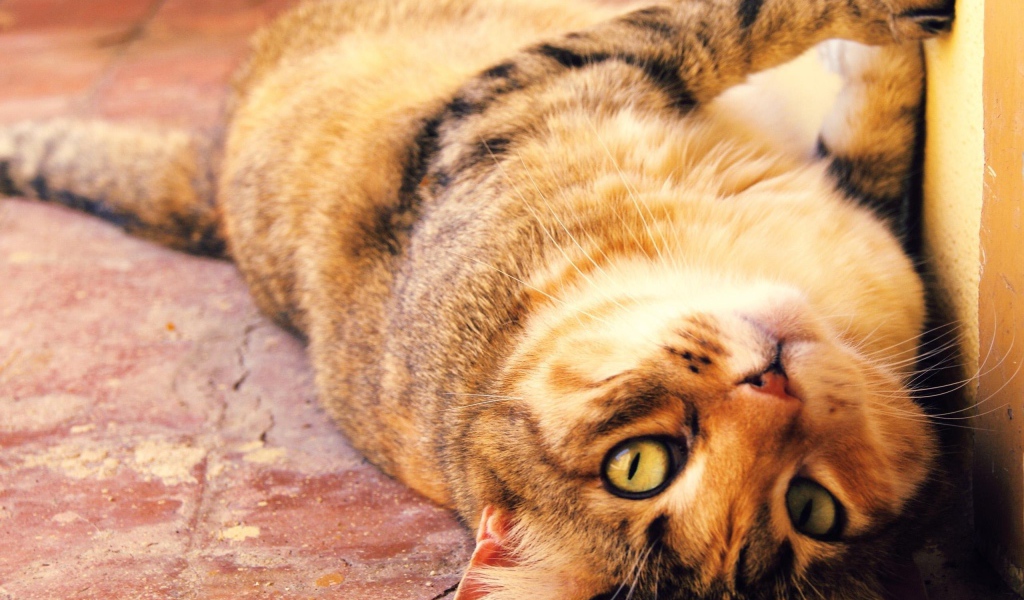 Толстый кот с большими глазами