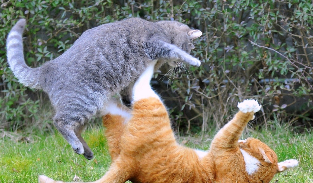 Драка котов