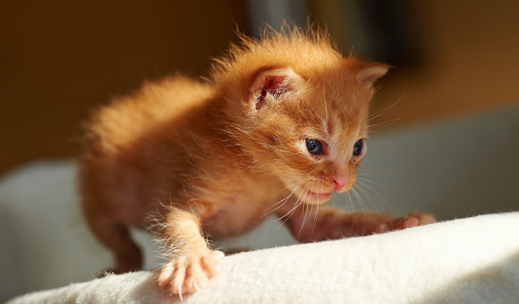 Первые шаги рыжего котёнка
