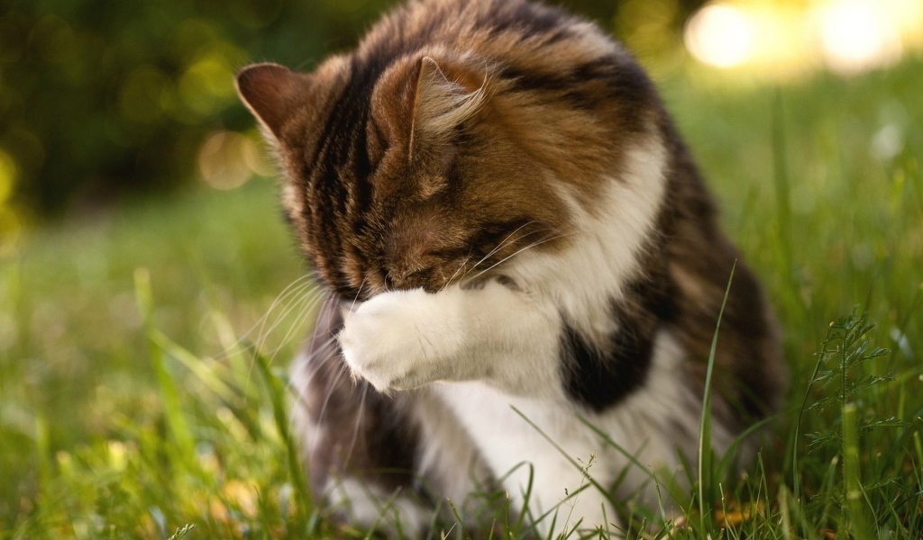 Пушистому коту стыдно