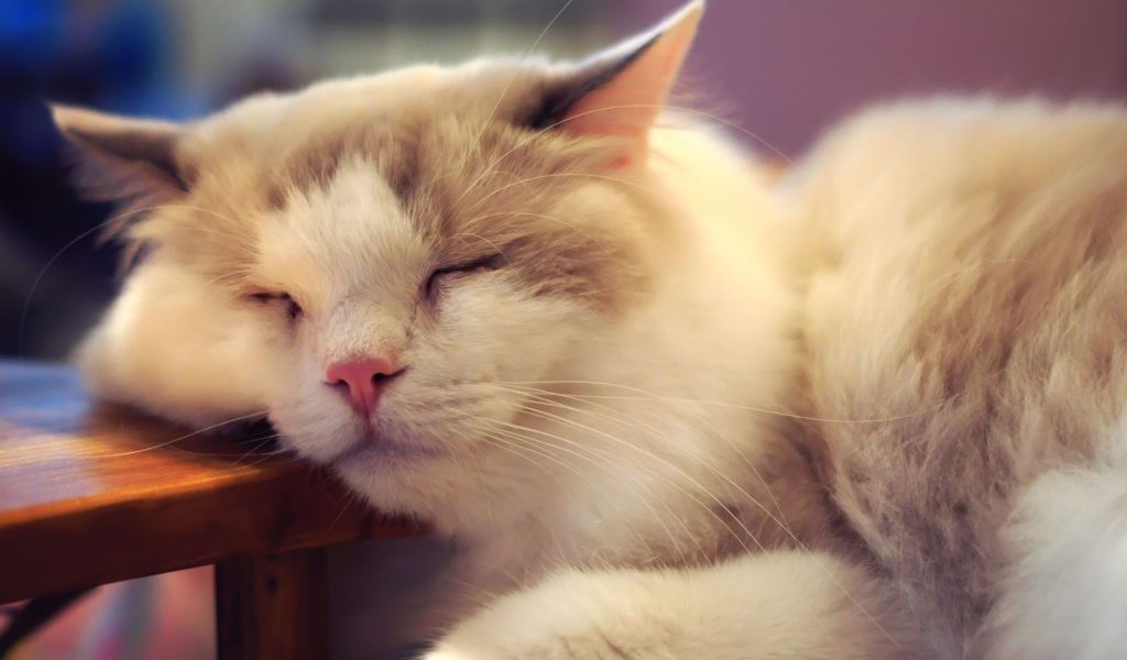 Пушистый кот внезапно заснул