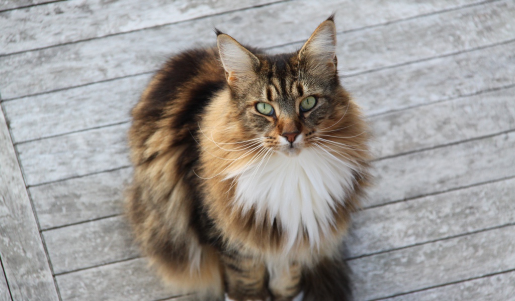 Сосредоточенный кот мейн-кун