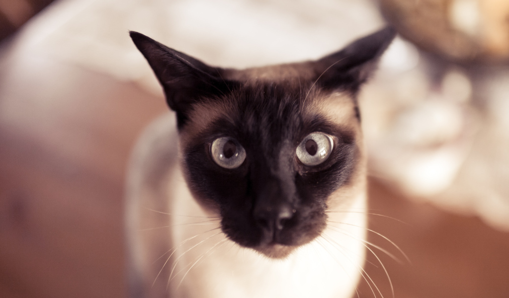 Смешной сиамский кот