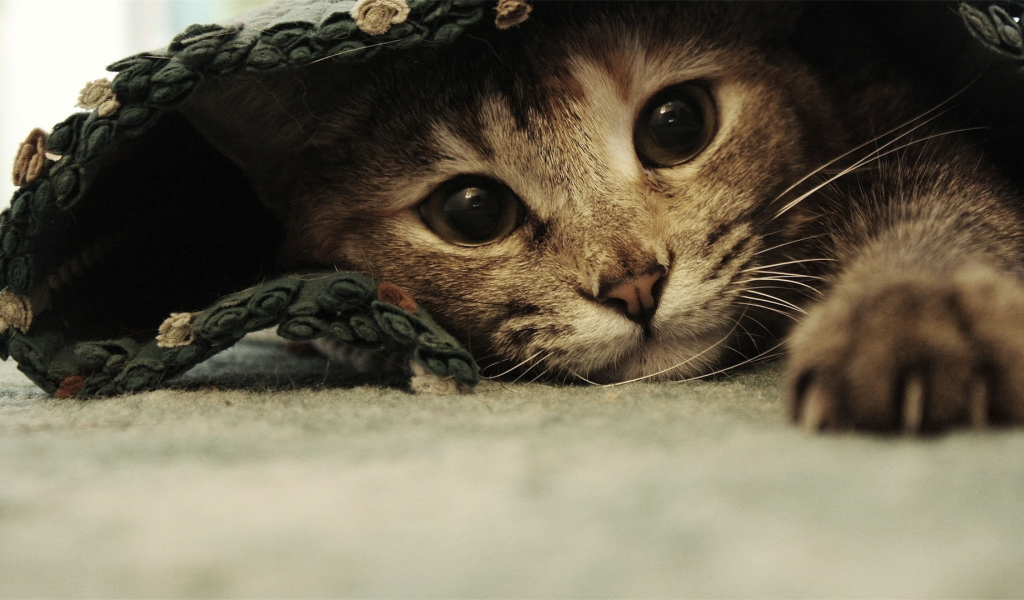 Смешной красивый кот под ковриком