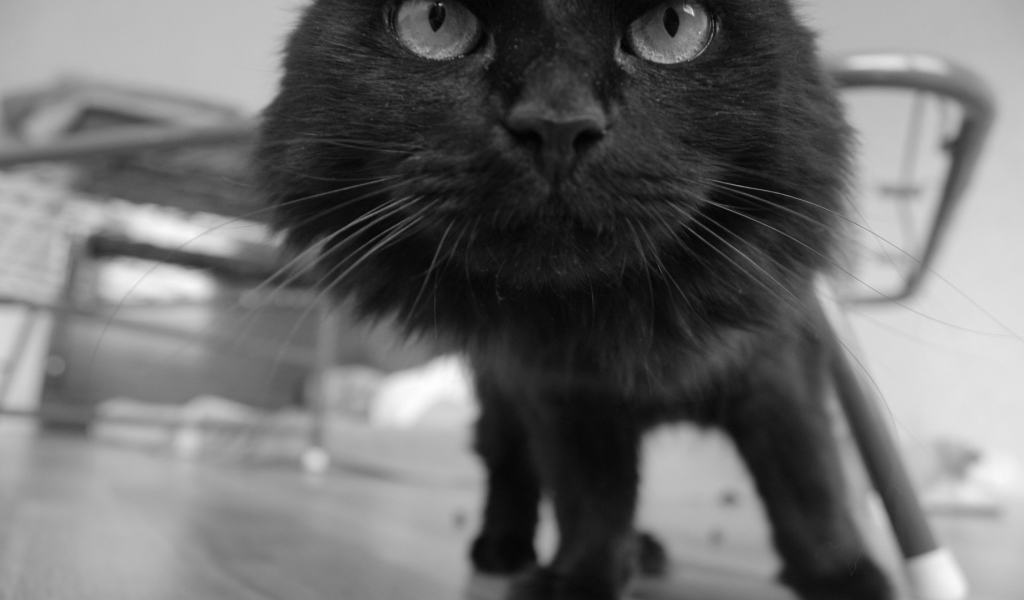 Смешной чёрный кот