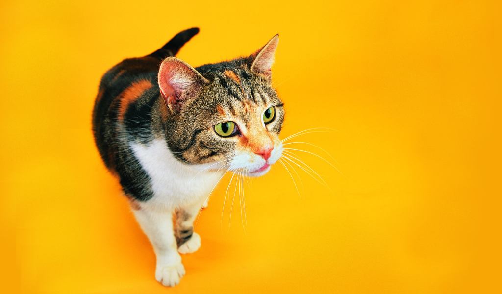 Смешной кот на оранжевом фоне