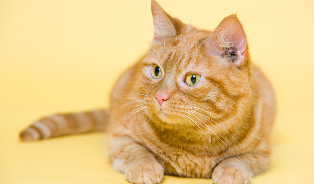 Смешной толстый рыжий кот