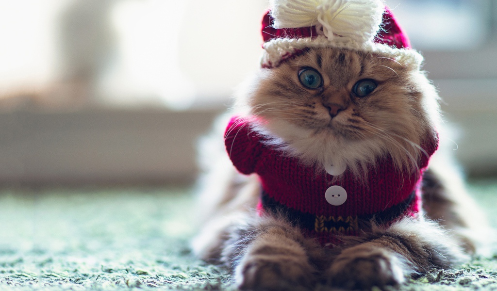 Смешной пушистый кот в наряде