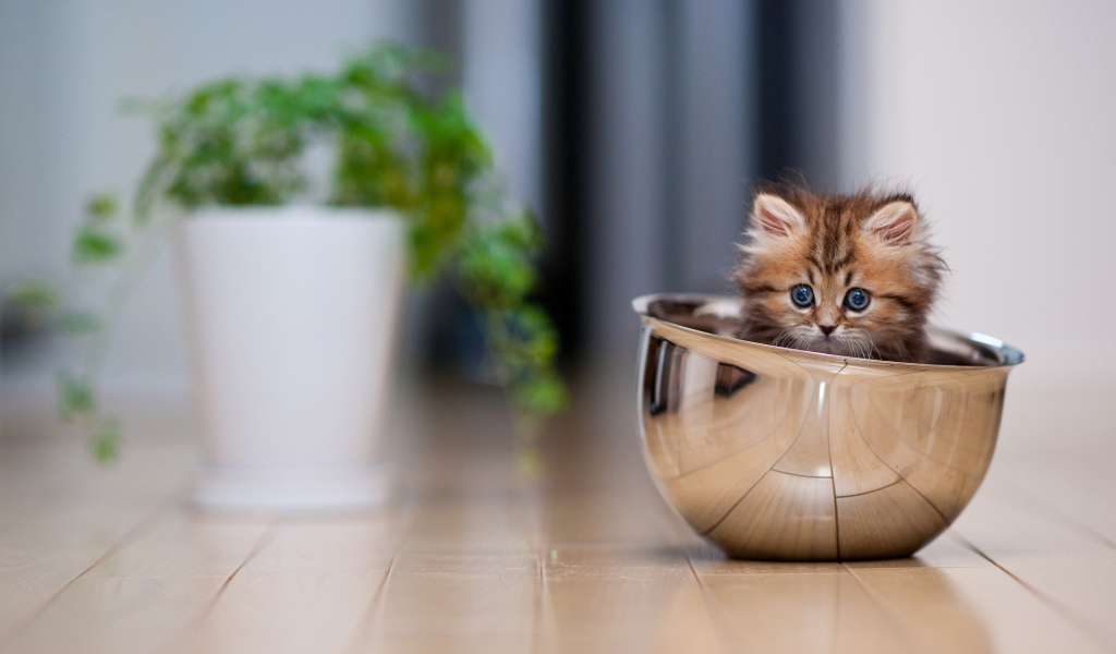 Смешной котёнок в миске