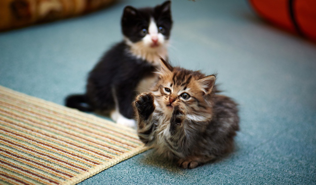 Смешной маленький игривый кот и его брат