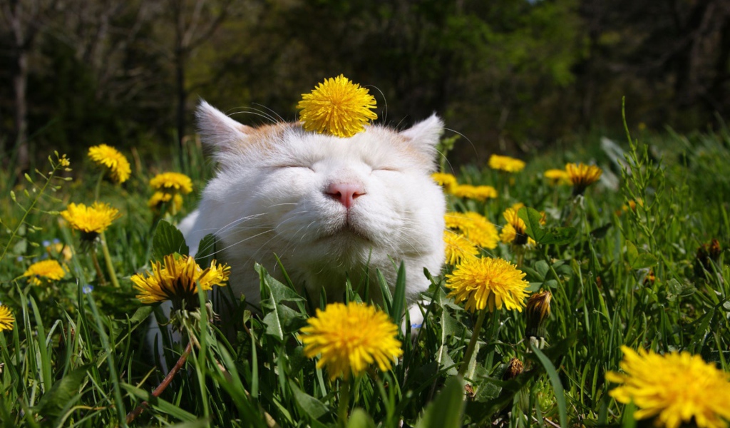 Белый смешной кот в одуванчиках