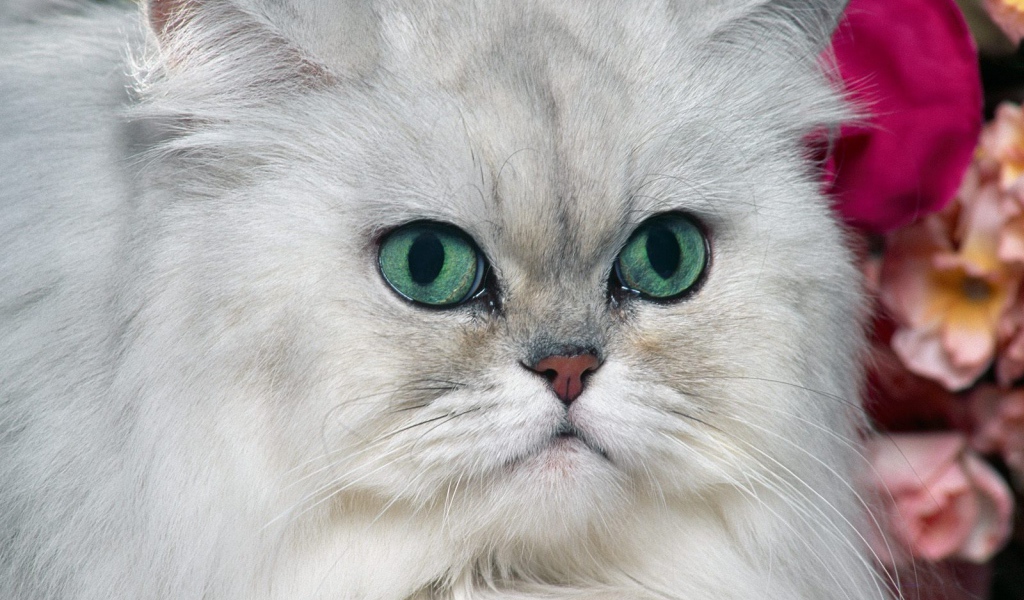 Серый персидский кот