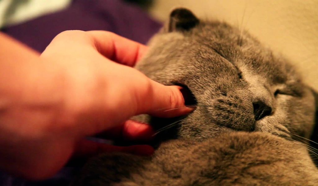 Серый шотландский вислоухий кот доволен