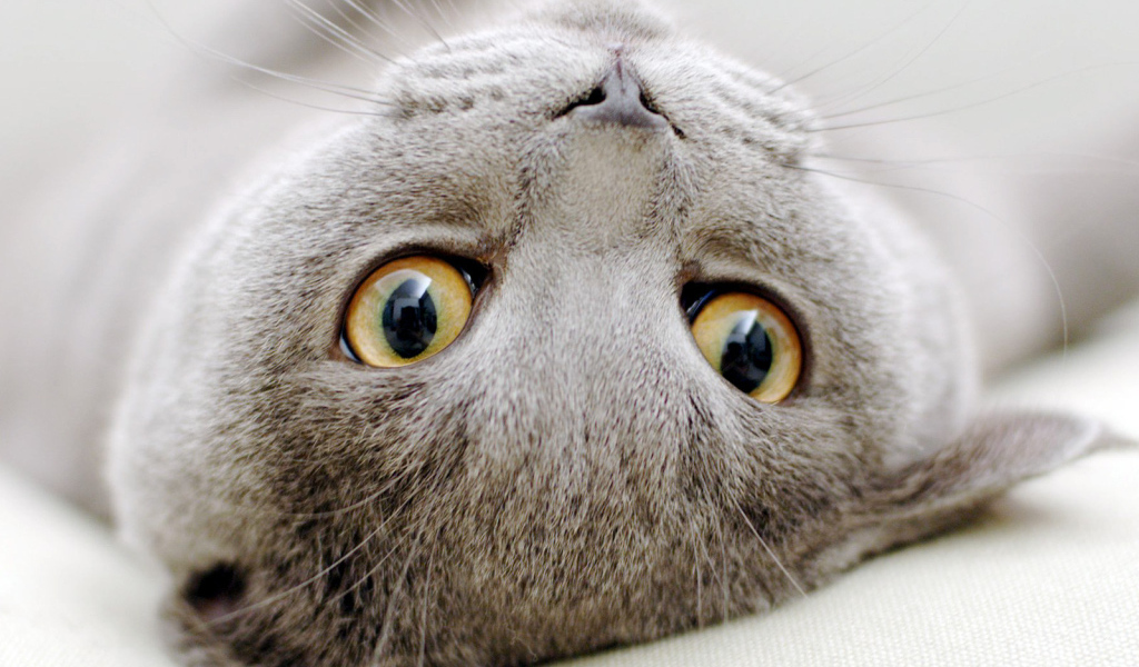 Серый  шотландский вислоухий кот развалился