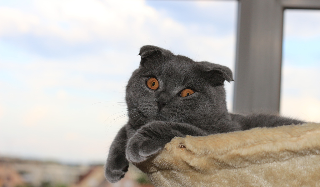 Серый шотландский вислоухий кот в своей кровати