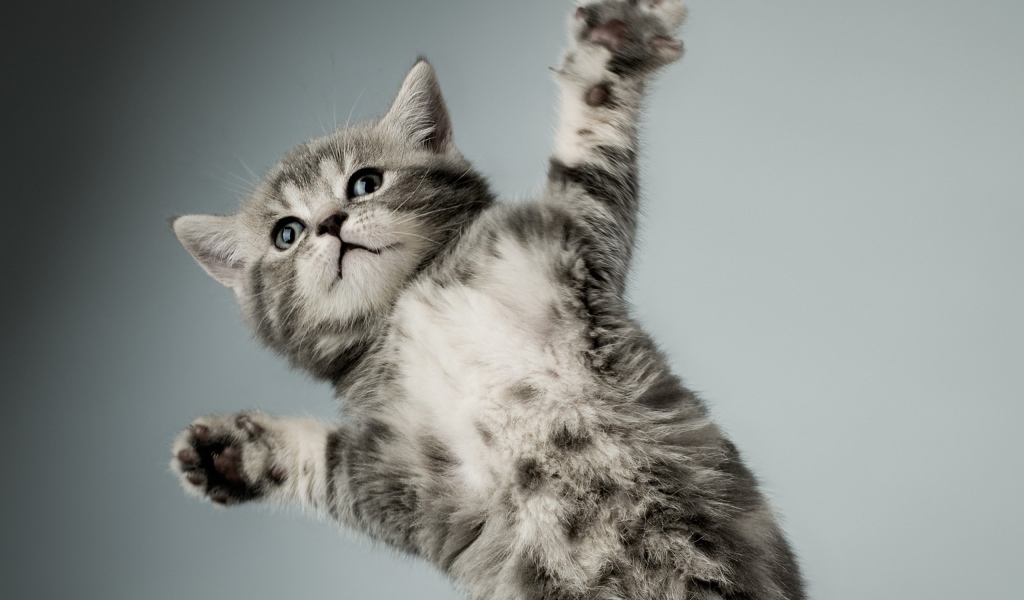 Серый кот в полёте