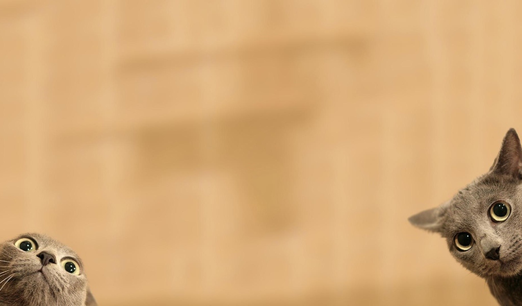 Серые коты подглядывают