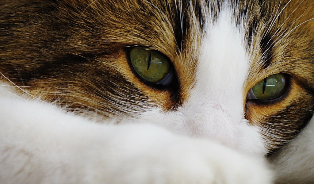 Зеленые глаза кота