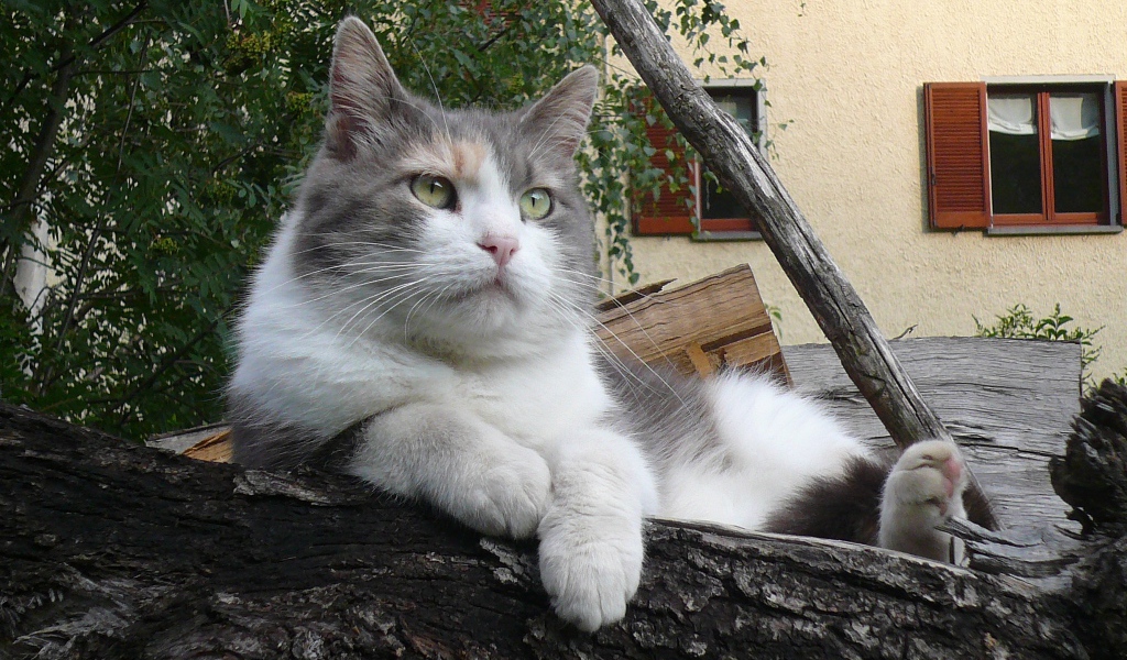 Серый кот лежит на бревне