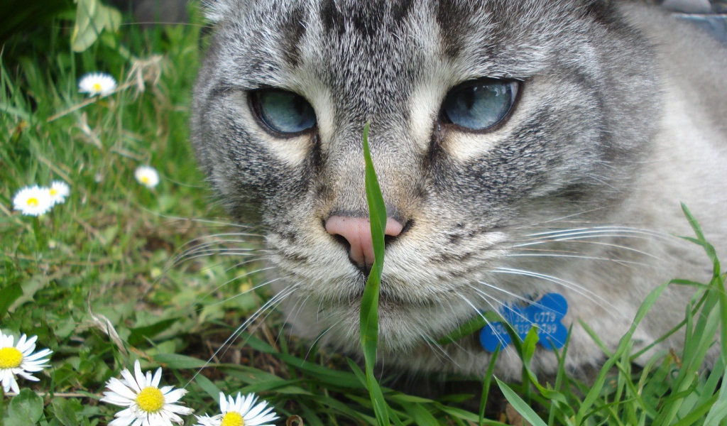 Серый кот смотрит на траву