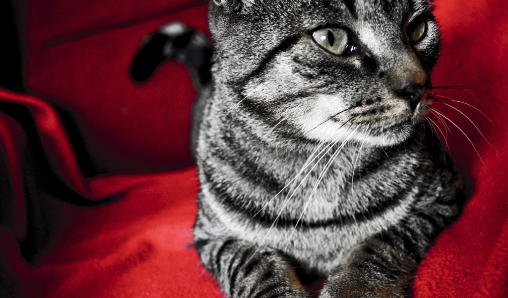 Серый кот на красном стуле