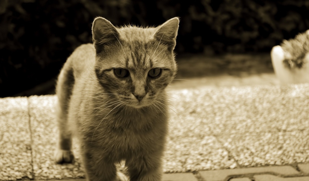 Серый кот с белыми усами