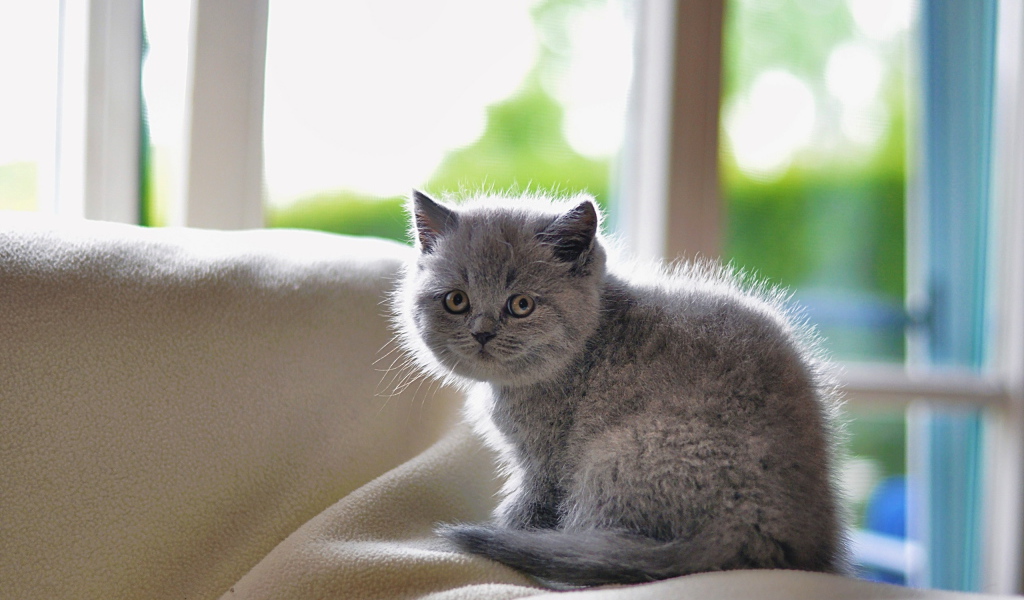 Серый маленький испуганный кот