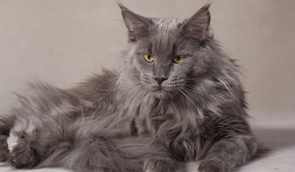 Серый серьёзный кот мейн-кун
