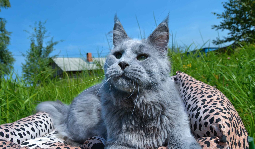 Серый молодой кот мейн-кун на природе
