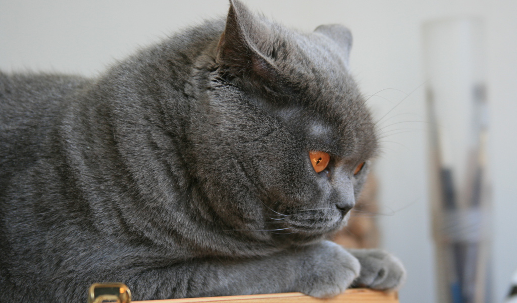 Недовольный британский кот