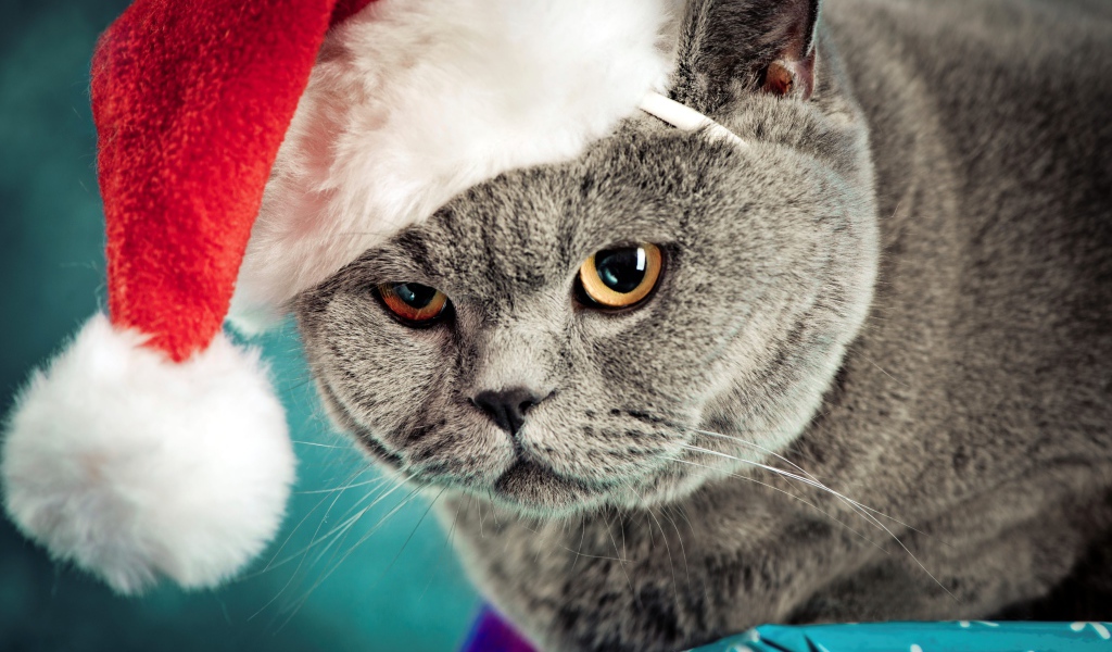 Недовольный британский кот в шапке