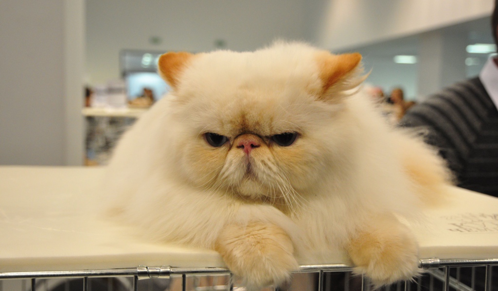 Сварливый персидский кот