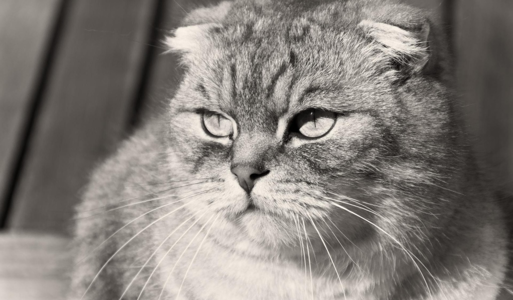 Недовольный шотландский вислоухий кот, чёрно-белое фото