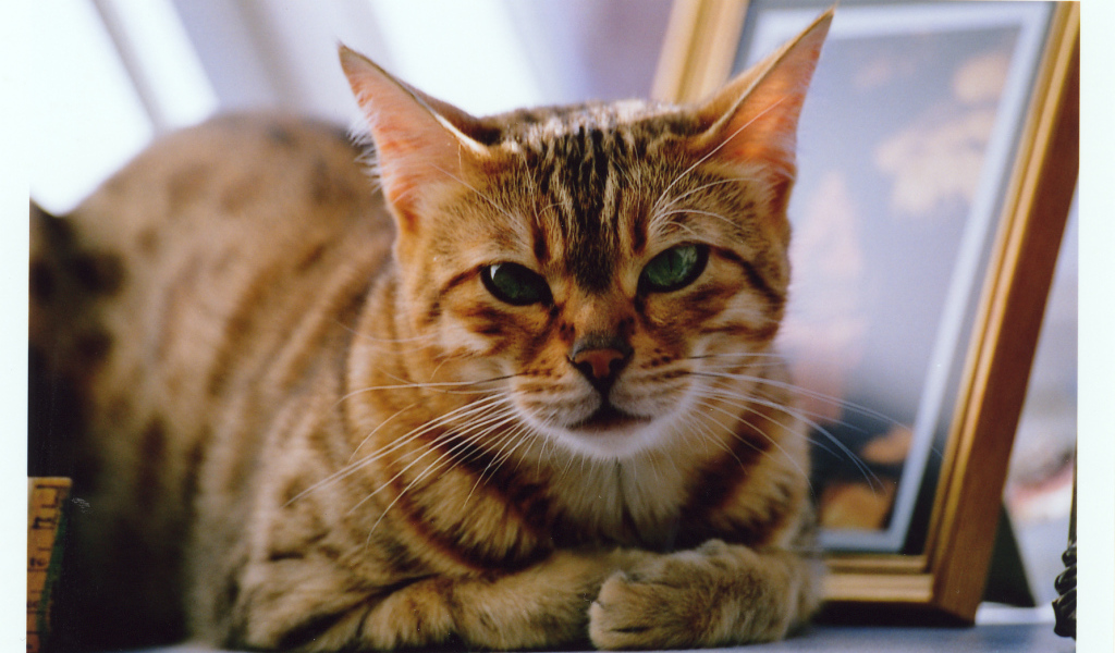 Недовольный бенгальский кот