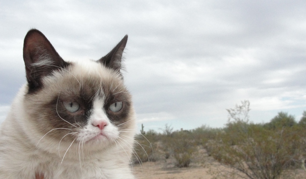 Grumpy cat в пустыне