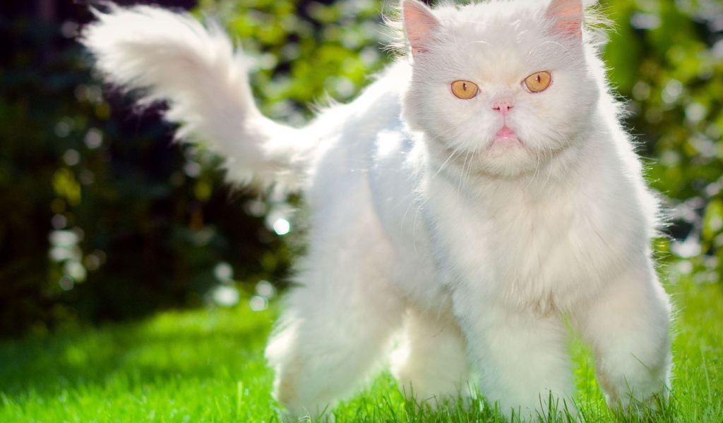 Недовольный пушистый белый кот на траве