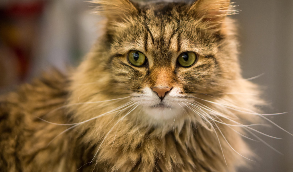 Красивый усатый кот мейн-кун ближним планом