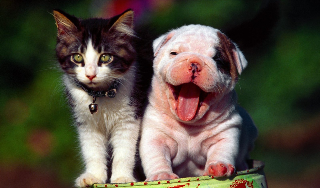 Счастливые кот и пёс